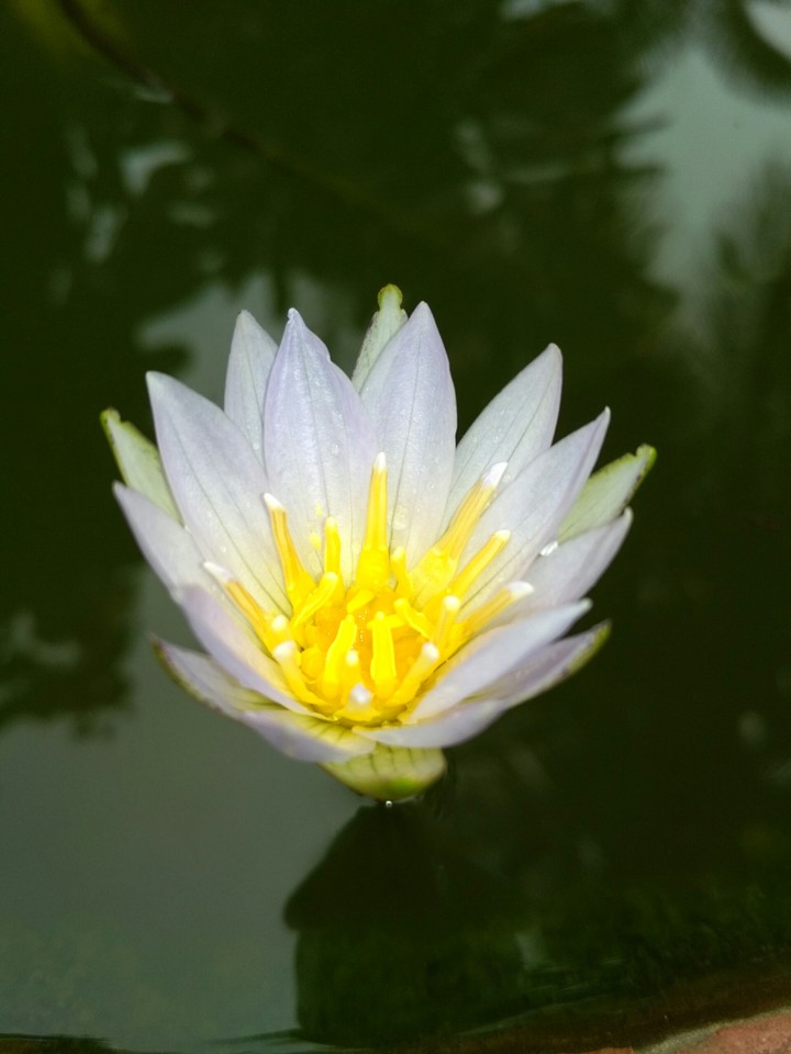 lotus