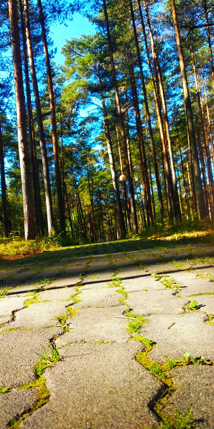 дорога