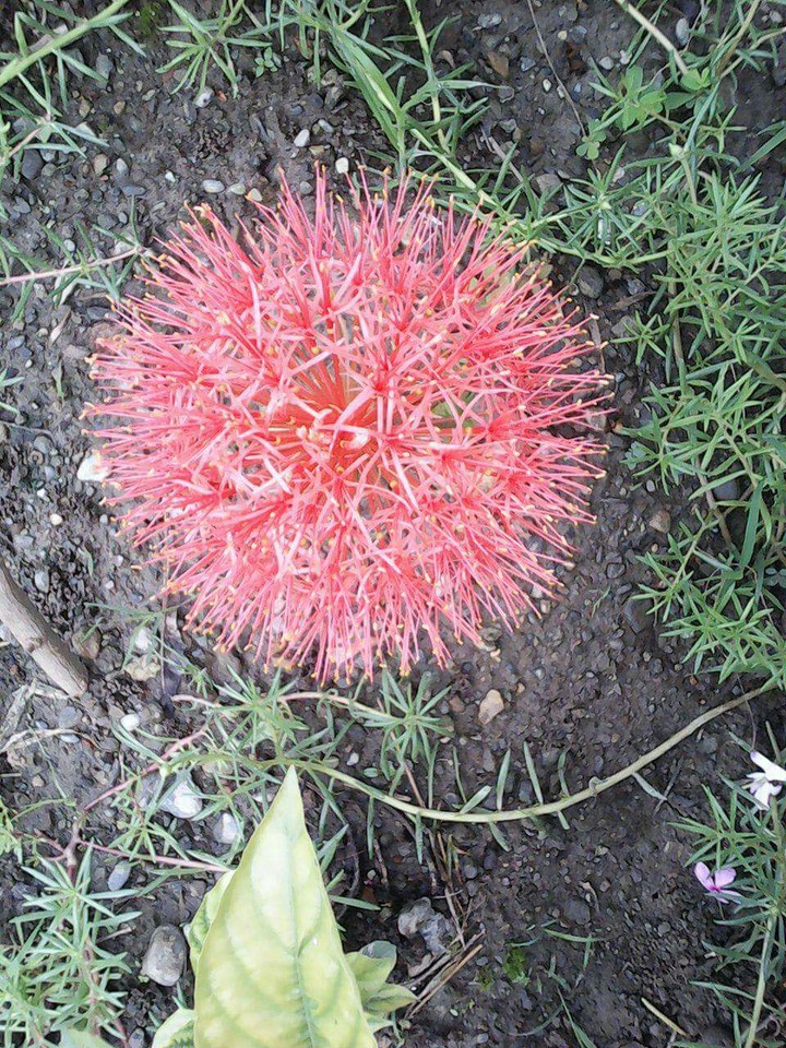 amazing flower
