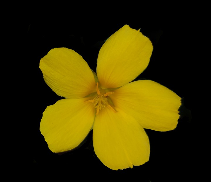 yellow flower