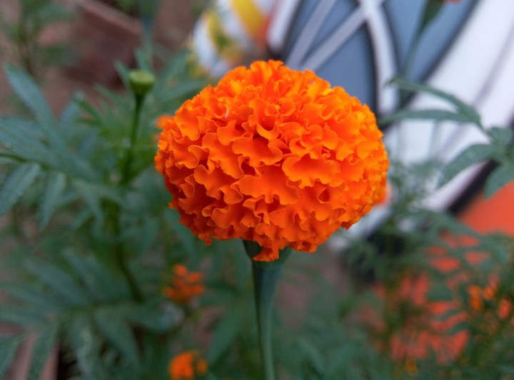 Flower.