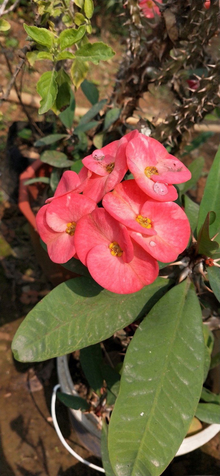 flowers