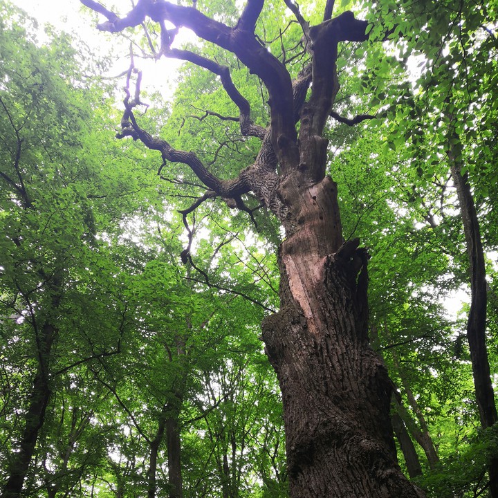 Nature