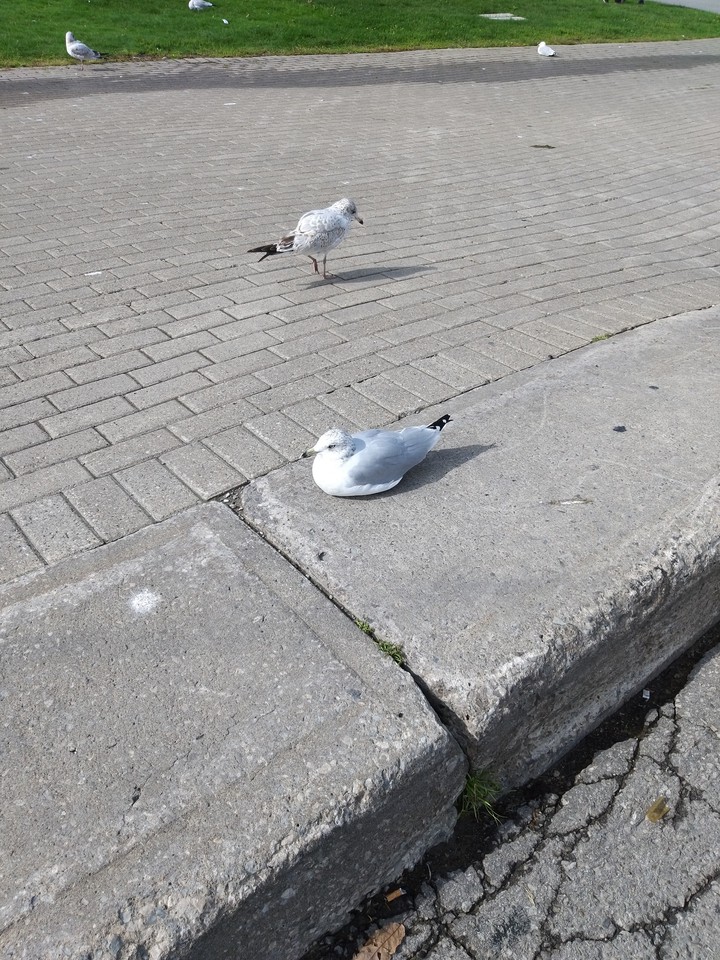 birds
