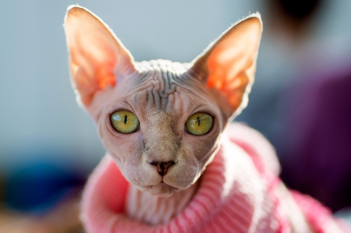 кошка