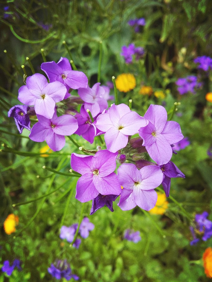 nature