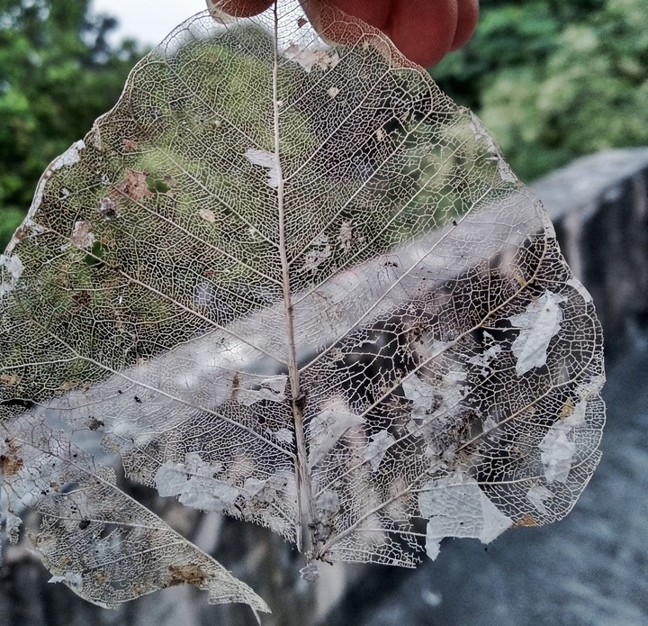Dry Leaf