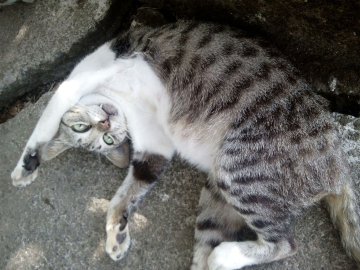 Funny Cat