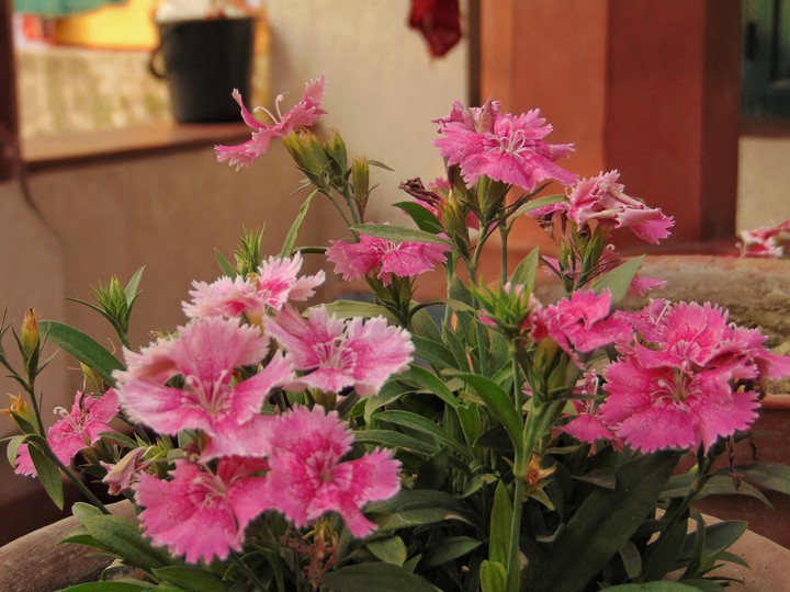 Dianthus Flower