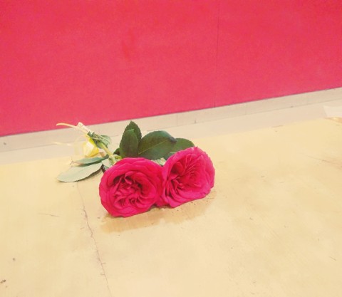 red rose