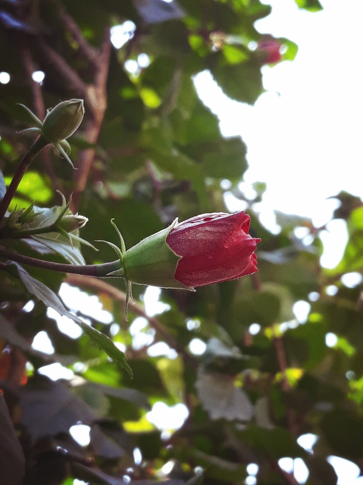 The bud