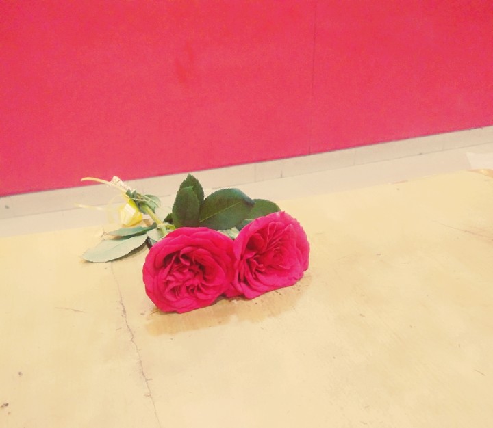red rose