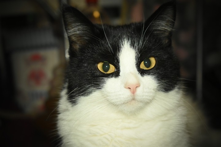 cat