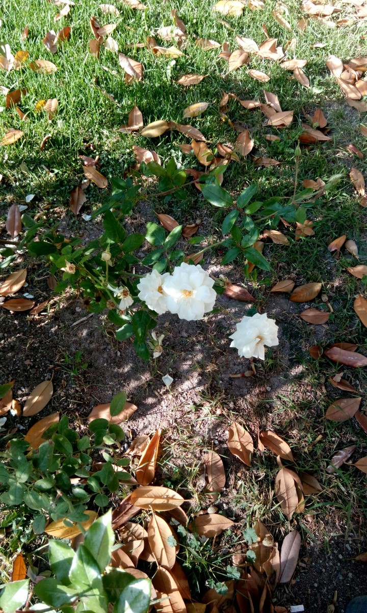 The White Flowers