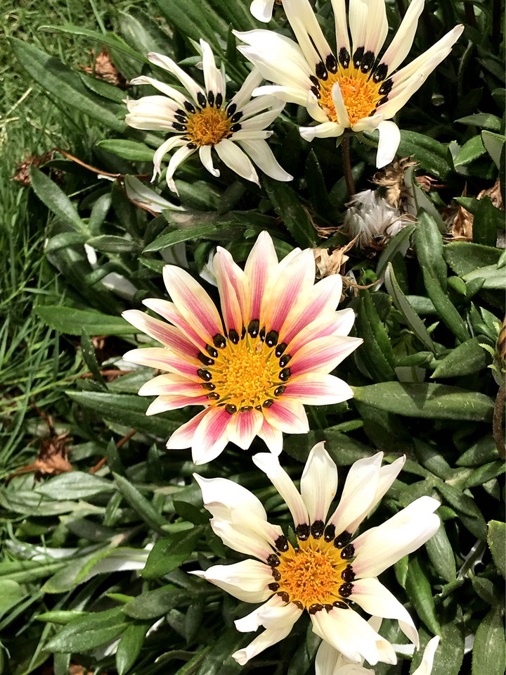 Wonders of nature
