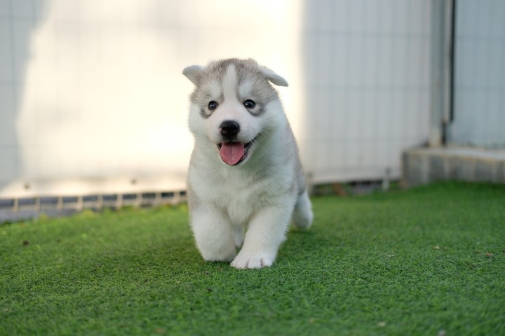Puppy....