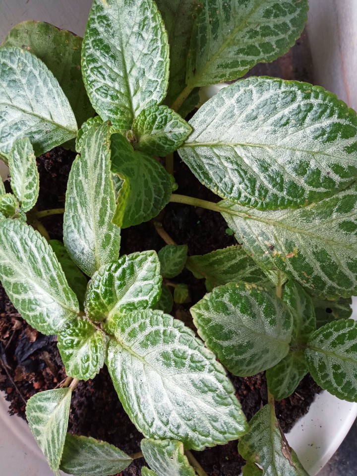 leaf