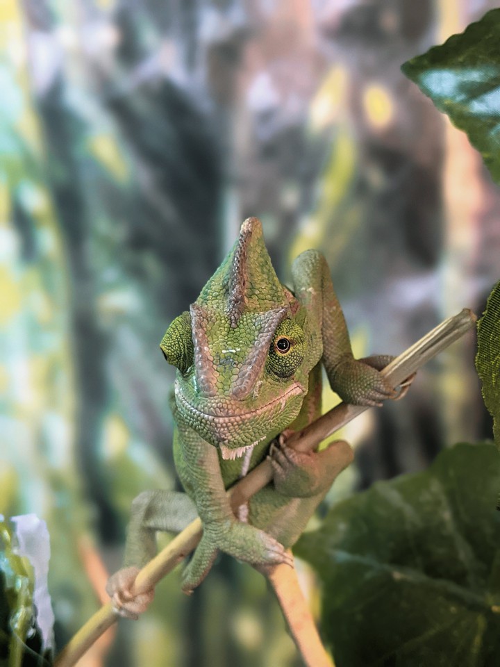 Chameleon
