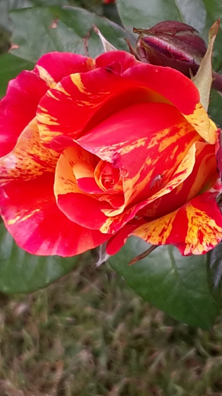 Pour l'amour des fleurs
