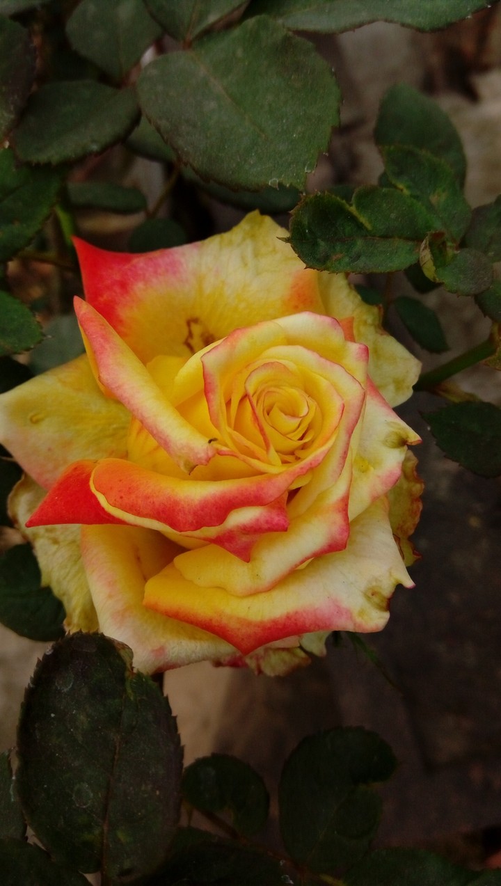 sunkissed