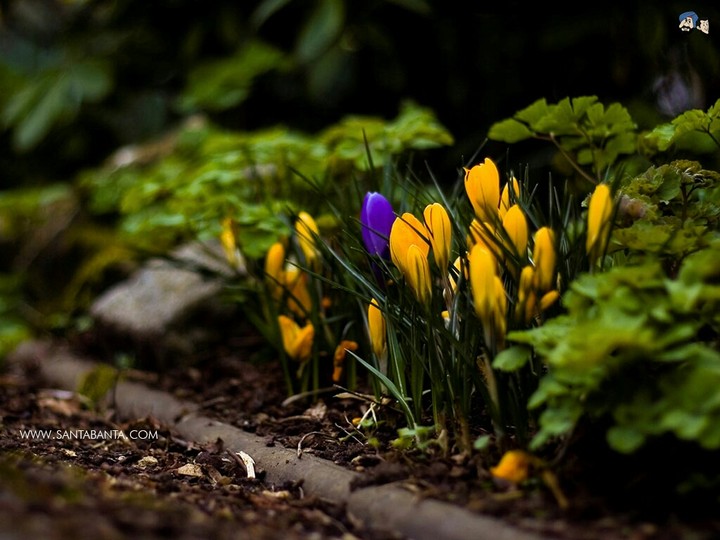 flowers ....