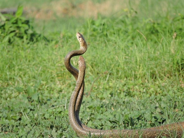 snake