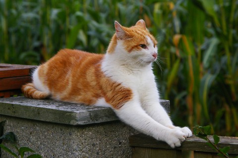 tapety cat, Carnivore