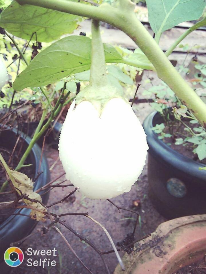 white brinjal