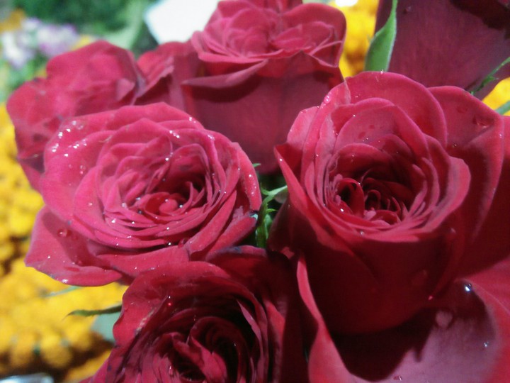 Roses