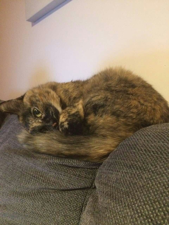 Jenny cat