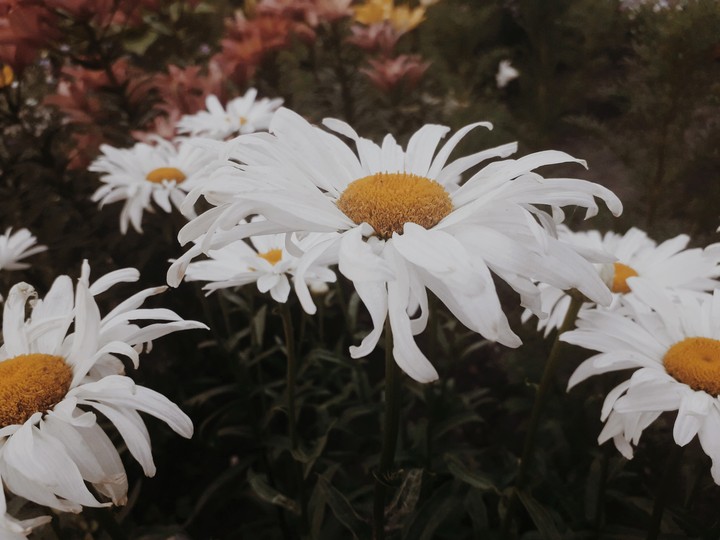 flowers♡•♡