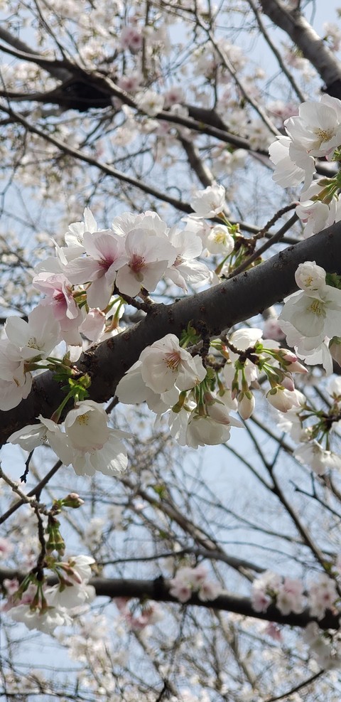 桜