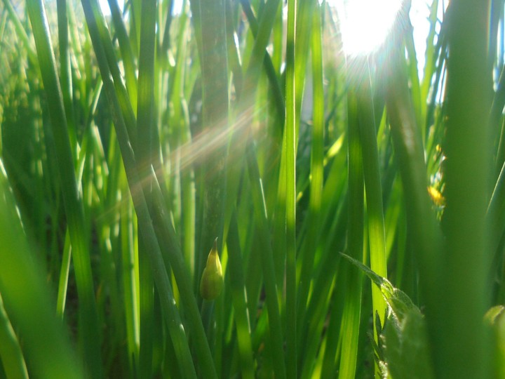 Grass