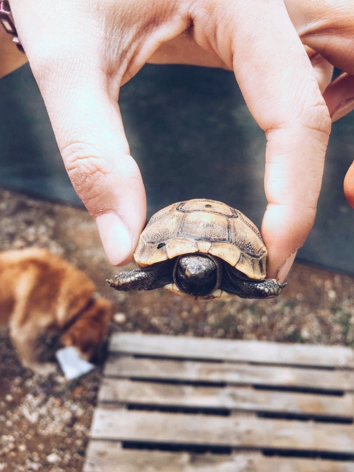 turtle
