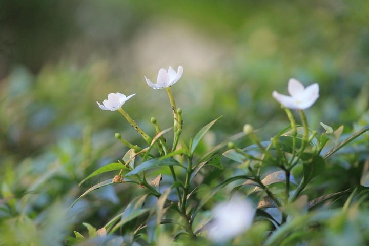 lillies