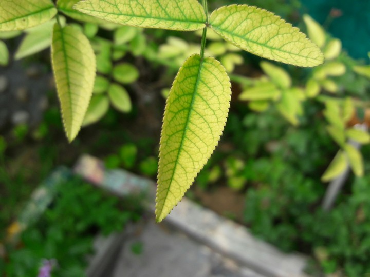 macroshot