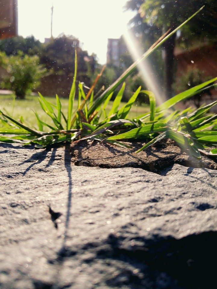 Fresh grass