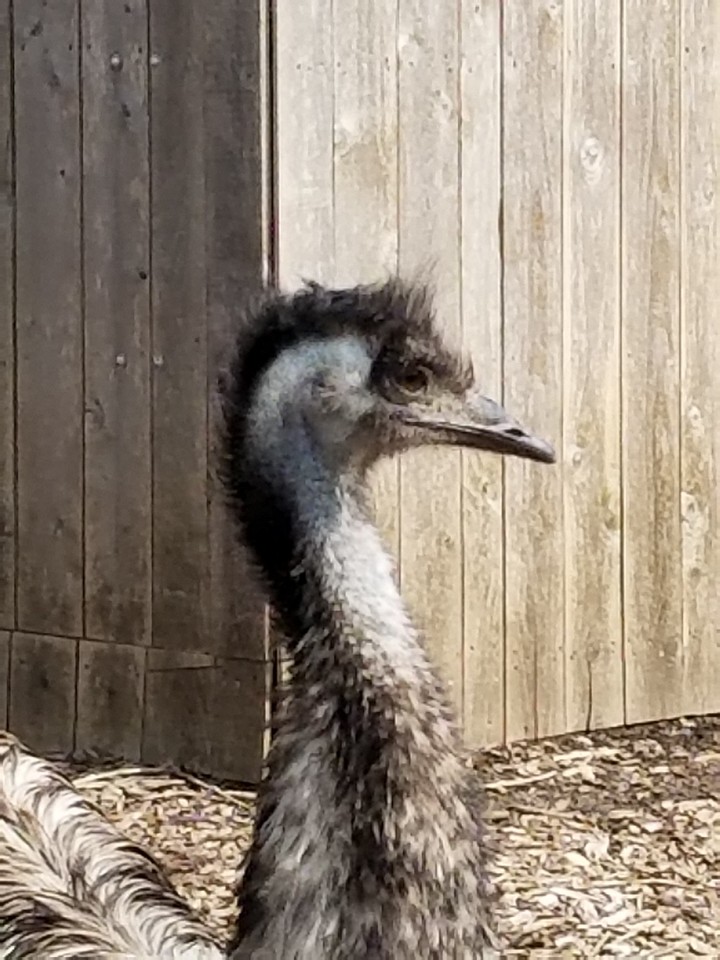 Emu