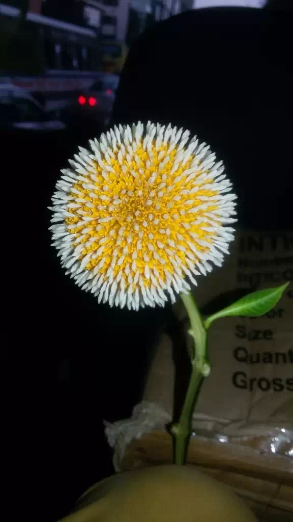 Anthocephalus indicus flower