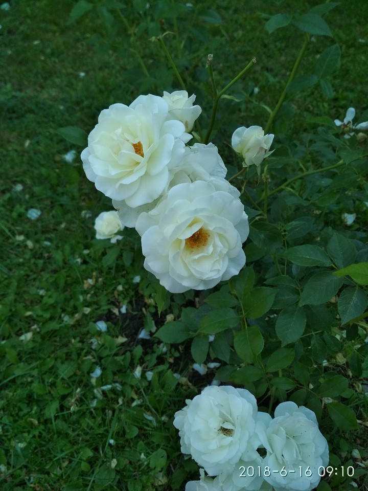 White Rose