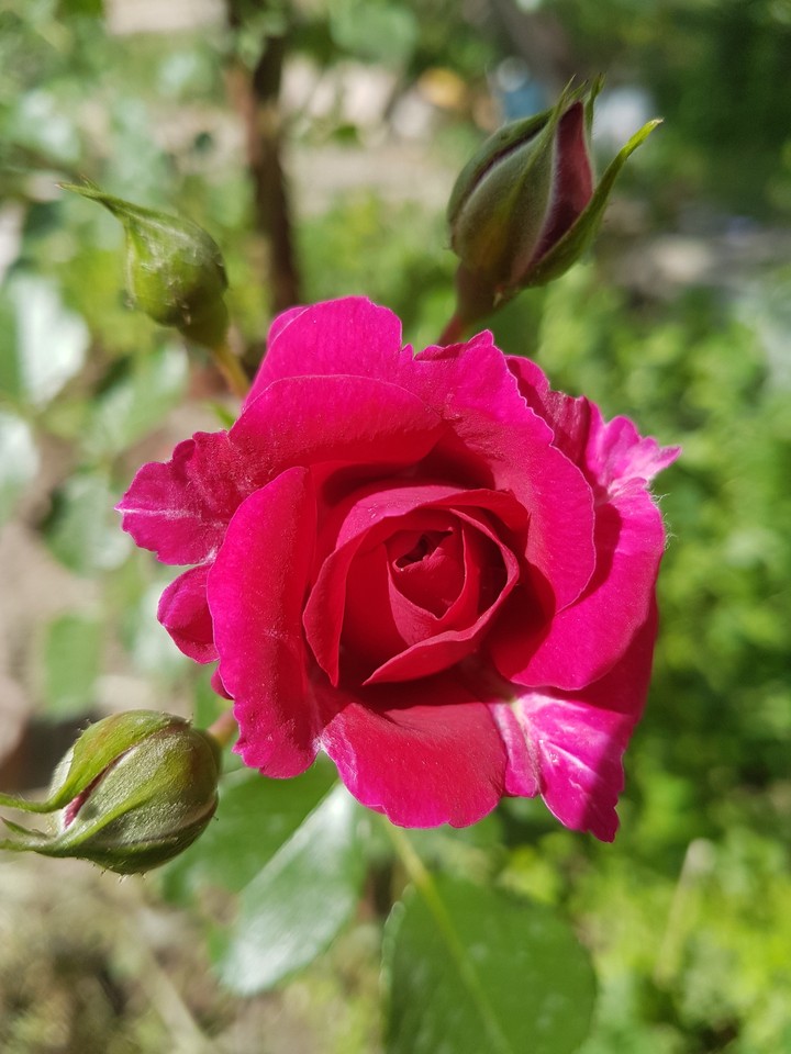 Rose bright pink