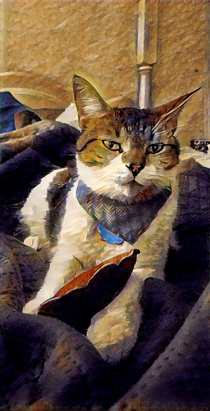 cat