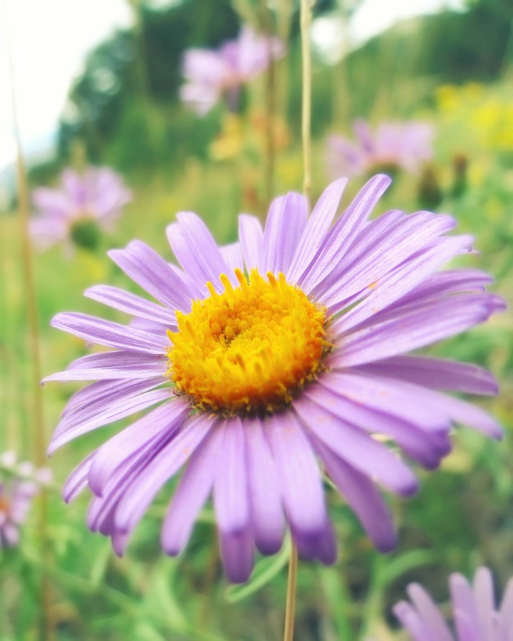 Tahoka daisy