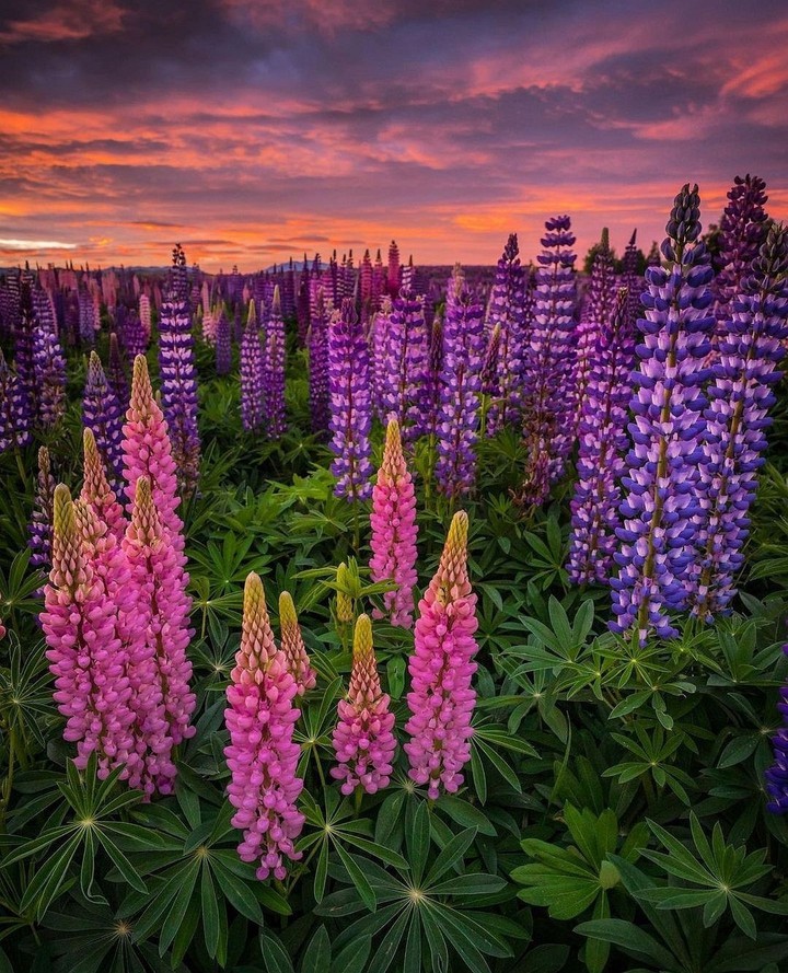 Nature's Beauty