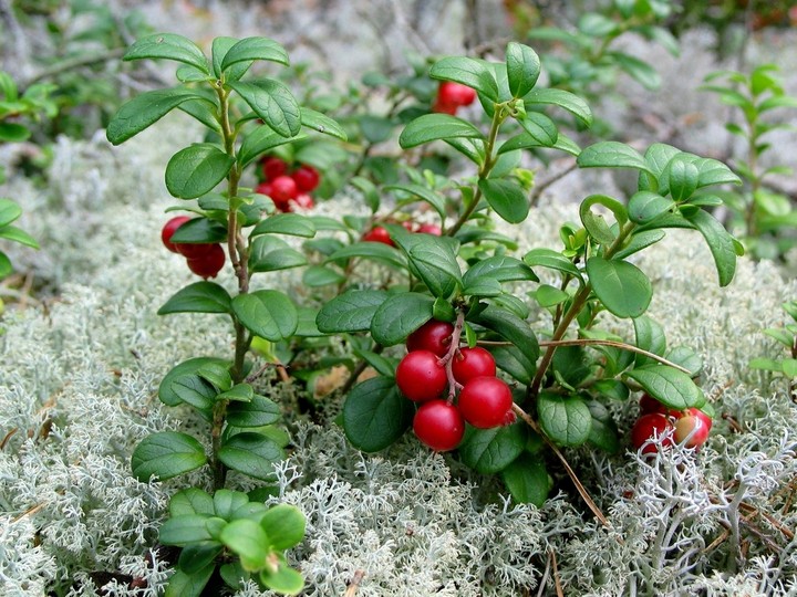 berry