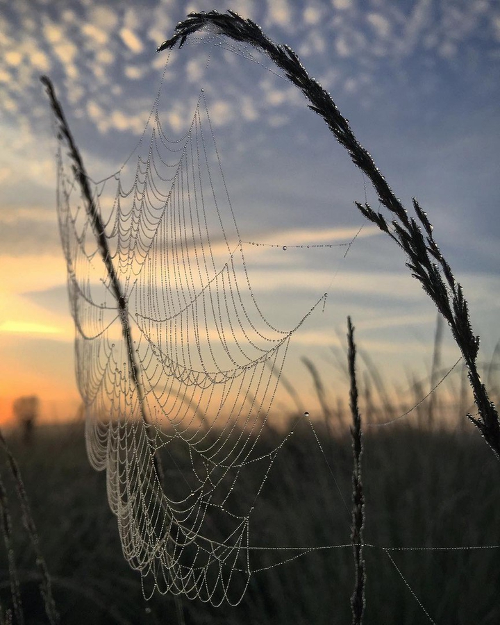 cobweb