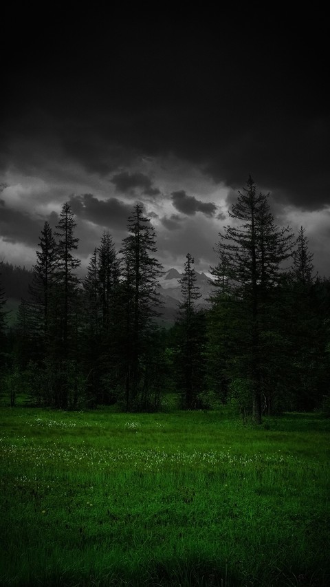 sfondi conifers, pasture