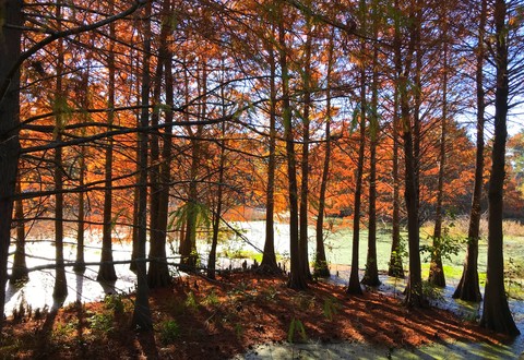 Cypress in the Fall