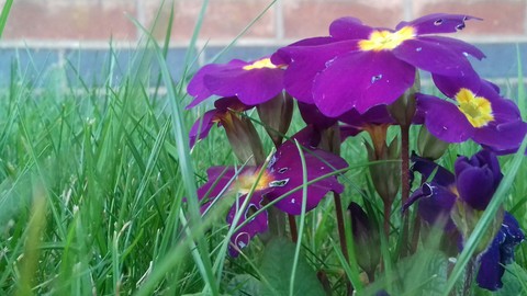 iris, plant壁纸