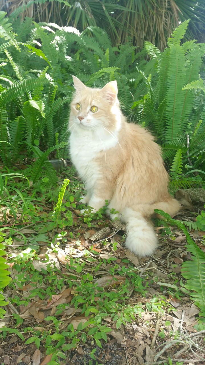 Samhain the magic Summer Solstice cat